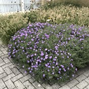 Showtuin Aartselaar Aster dumosus 'Prof. A. Kippenberg' - Pennisetum Showtuin rreac04 Publiek Aartselaar Aster dumosus 'Prof. A. Kippenberg' Pennisetum